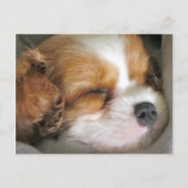 Carte postale Cavalier King Charles Spaniel Puppy (Devant)