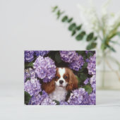 Carte Postale Cavalier King Charles Spaniel Rouge et blanc (Debout devant)