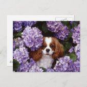 Carte Postale Cavalier King Charles Spaniel Rouge et blanc (Devant / Derrière)