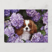 Carte Postale Cavalier King Charles Spaniel Rouge et blanc (Devant)
