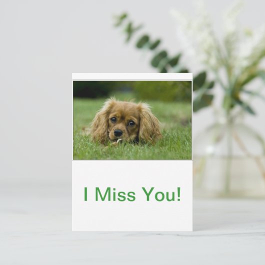 Carte Postale Cavalier King Charles Spaniel Ruby (Debout devant)