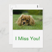 Carte Postale Cavalier King Charles Spaniel Ruby (Devant / Derrière)
