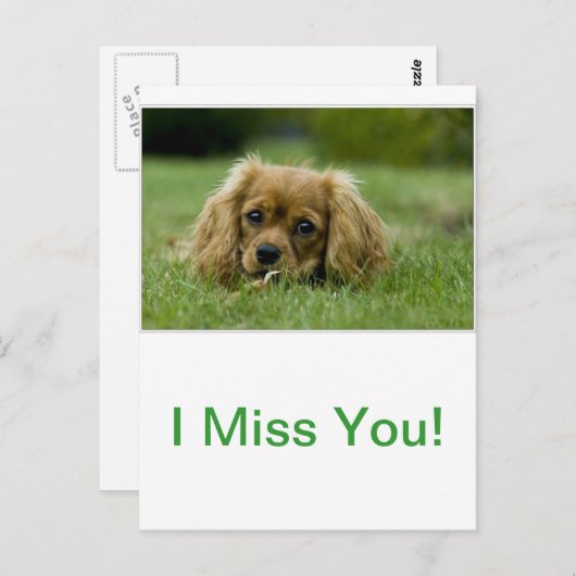 Carte Postale Cavalier King Charles Spaniel Ruby (Devant / Derrière)