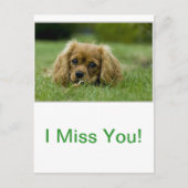 Carte Postale Cavalier King Charles Spaniel Ruby (Devant)