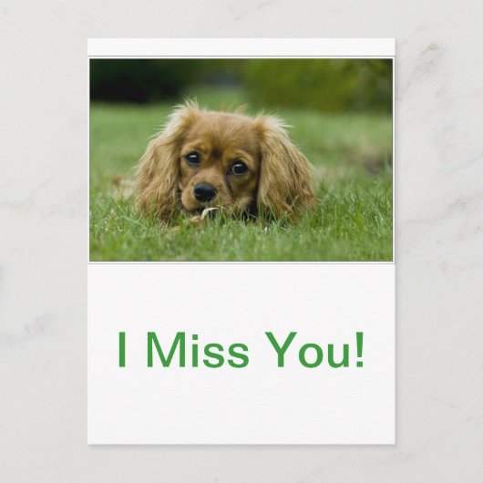 Carte Postale Cavalier King Charles Spaniel Ruby (Devant)