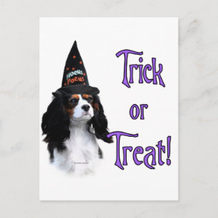 Carte Postale Cavalier King Charles Spaniel Trick