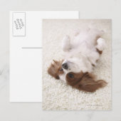 Carte Postale Cavalier montrant le ventre (Devant / Derrière)