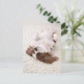 Carte Postale Cavalier montrant le ventre (Debout devant)