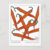 Carte Postale Cayenne Pepper Materia Medica Herbal Study Card (Devant)