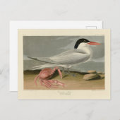 Carte Postale Cayenne (Royal) Tern - Audubon's Birds of America (Devant / Derrière)