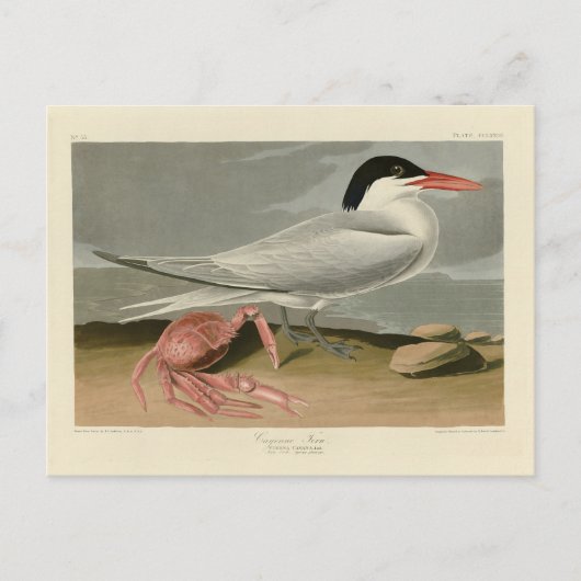 Carte Postale Cayenne (Royal) Tern - Audubon's Birds of America (Devant)