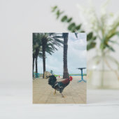 Carte postale "Cayman Rooster" de Willowcatdesigns (Debout devant)