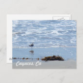 Carte Postale Cayucos Ca (Devant / Derrière)