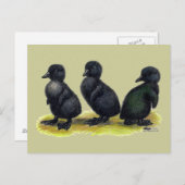 Carte Postale Cayuga noir (Devant / Derrière)