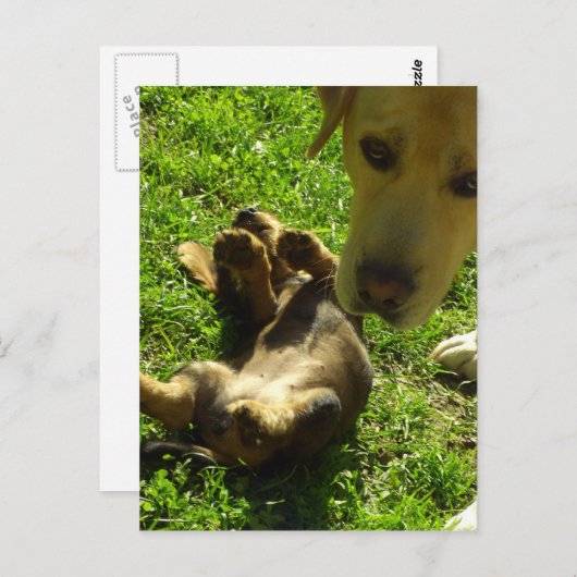 Carte Postale Ce n'était pas moi (Devant / Derrière)