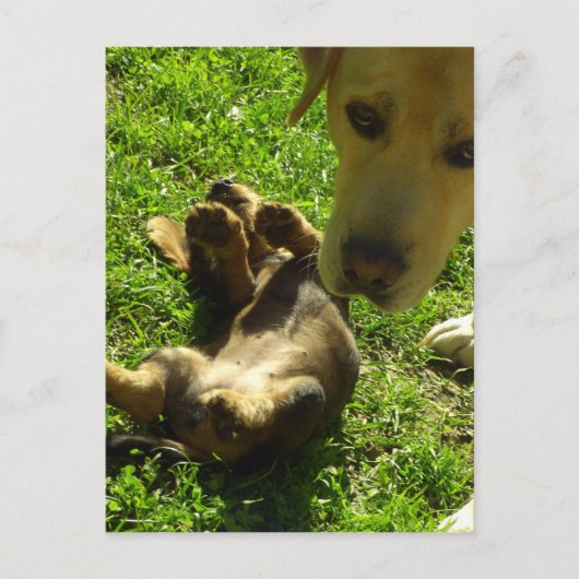 Carte Postale Ce n'était pas moi (Devant)