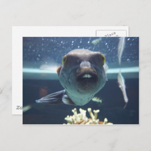 Carte Postale Ce poisson à bec (Devant / Derrière)