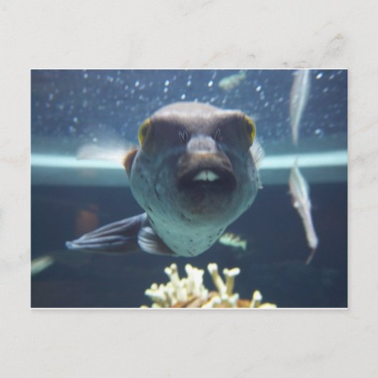 Carte Postale Ce poisson à bec (Devant)