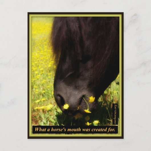 Carte Postale Ce pour quoi la bouche d'un cheval a été créée (Devant)