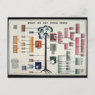 Carte Postale Ce que nous obtenons des arbres