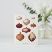 Carte Postale Cebollas - Postal (Debout devant)