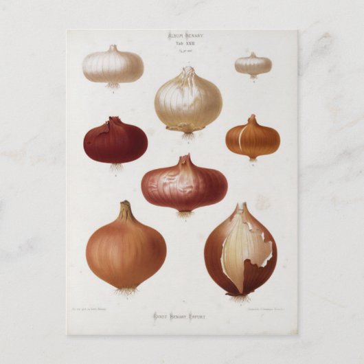 Carte Postale Cebollas - Postal (Devant)