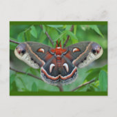 Carte postale Cecropia Moth (Devant)
