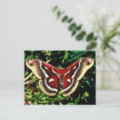 Carte Postale Cecropia moth (Debout devant)