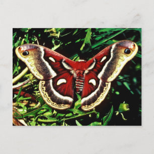 Carte Postale Cecropia moth