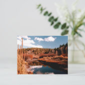 Carte Postale Cedar Breaks National Area, Utah (Debout devant)