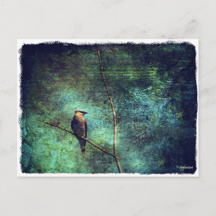 Carte Postale Cèdre