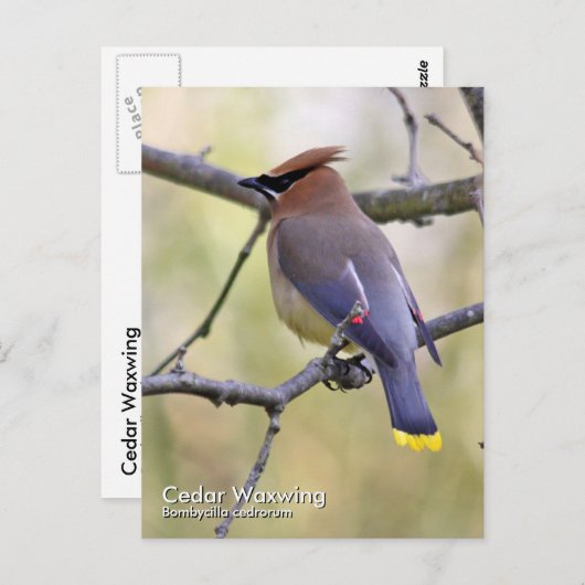 Carte postale Cèdre (Devant / Derrière)