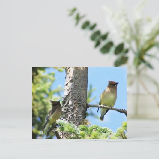 Carte postale Cèdre (Debout devant)