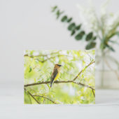 Carte Postale Cèdre (Debout devant)