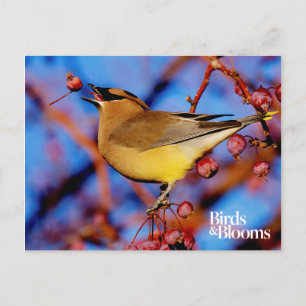 Carte Postale Cèdre