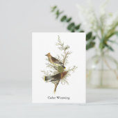 Carte Postale Cèdre à cire, John Audubon (Debout devant)