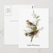 Carte Postale Cèdre à cire, John Audubon (Devant / Derrière)