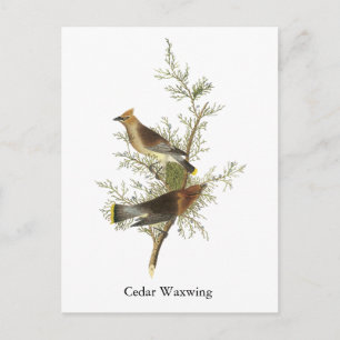 Carte Postale Cèdre à cire, John Audubon