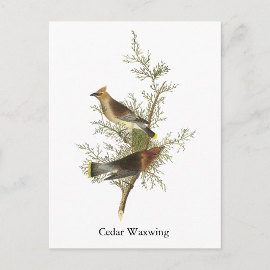 Carte Postale Cèdre à cire, John Audubon (Devant)