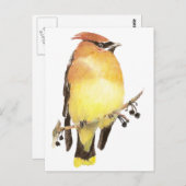 Carte Postale Cèdre, Aquarelle (Devant / Derrière)