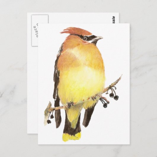 Carte Postale Cèdre, Aquarelle (Devant / Derrière)