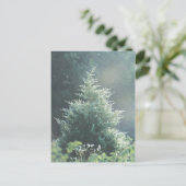 Carte postale Cèdre Arbre (Debout devant)