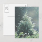 Carte postale Cèdre Arbre (Devant / Derrière)