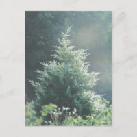Carte postale Cèdre Arbre