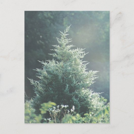 Carte postale Cèdre Arbre (Devant)