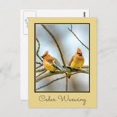 Carte Postale Cèdre - Photographie originale (Devant / Derrière)