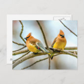 Carte Postale Cèdre - Photographie originale (Devant / Derrière)