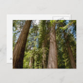 Carte Postale Cèdre rouge occidental (Devant / Derrière)