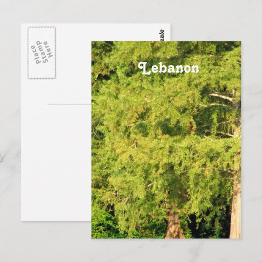 Carte Postale Cèdres du Liban (Devant / Derrière)