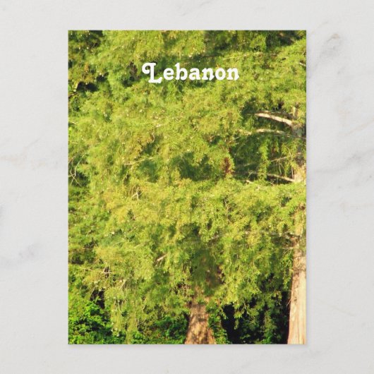 Carte Postale Cèdres du Liban (Devant)